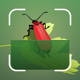 Insect Identify